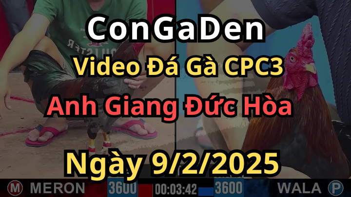 3 trận gà lụm 2000$ ( 50 lúa) của anh Giang Đh