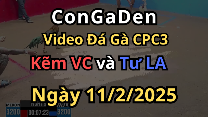 C3 11/2/2025 Gà anh Tư Phản 1 Cây Đỏ Thở ô Xi Ngay