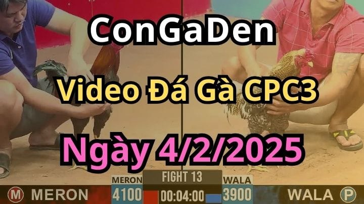 Video đá gà CPC3 Campuchia ngày 4/2/2025 Cực Nét
