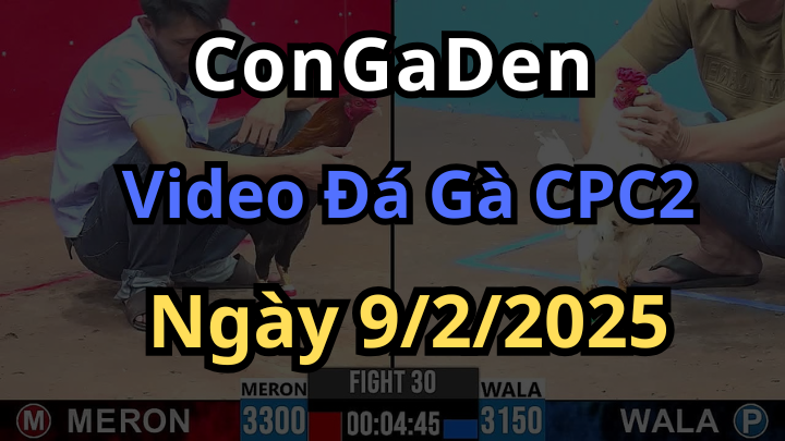 Những trận gà đáng chú ý nhất CPC2 Hôm Nay 9/2/2025