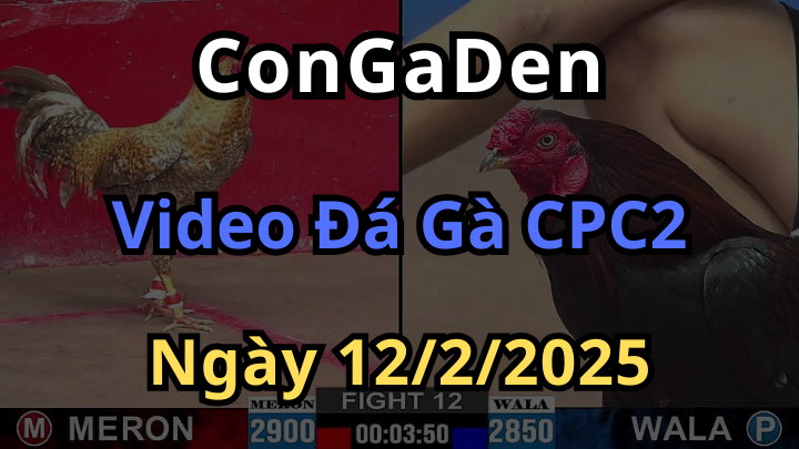 Full Clip Gà Mạng CPC2 Hôm Nay 12/2/2025