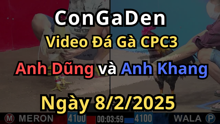 CPC3 8/2/2025 Gà Anh Dũng Toàn Đá Lưng Sao Đỡ Nổi
