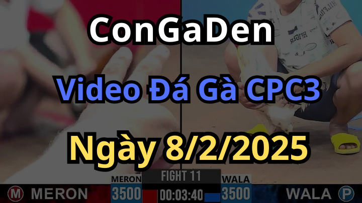 Top các trận gà Đẳng Cấp của CPC3 Ngày 8/2/2025