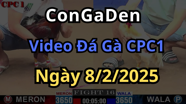 Phát Lại Đá Gà Thomo CPC1 Ngày 8/2/2025